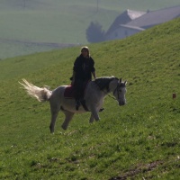 Riding Horses